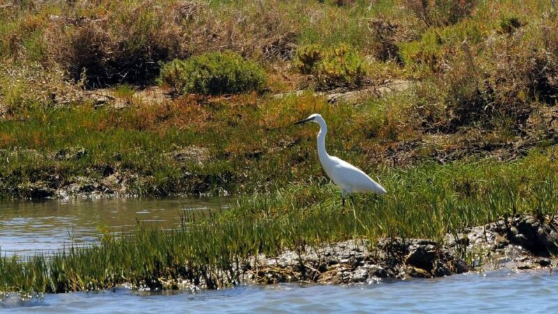 From Faro: Ria Formosa Eco-friendly Solar Boat Tour - Safety and Recommendations