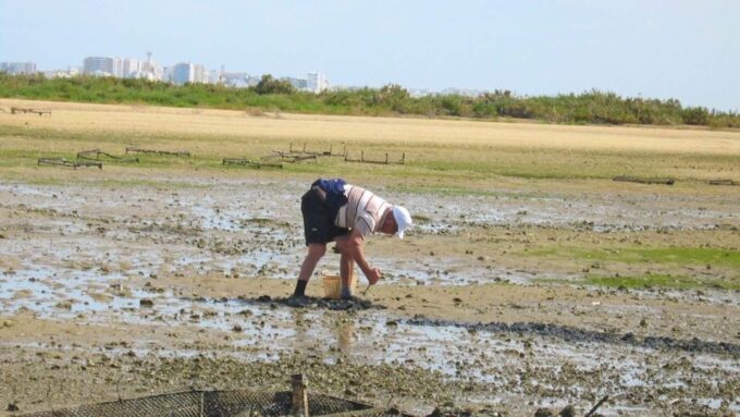 From Faro: Ria Formosa Eco-friendly Solar Boat Tour - Shellfish Farming Insights