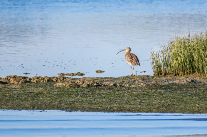 From Faro: Ria Formosa Eco Tour Guided by Marine Biologist - Cancellation Policy and Languages