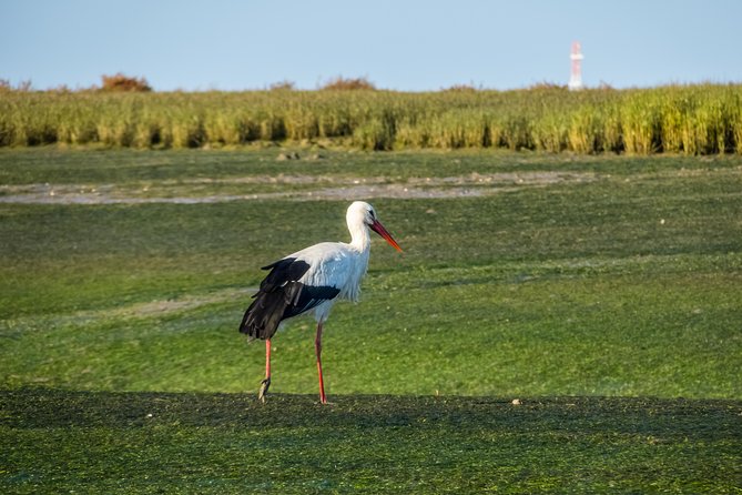 From Faro: Ria Formosa Eco Tour Guided by Marine Biologist - Deserta Island Excursion