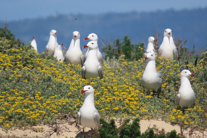 From Faro: Ria Formosa Eco Tour Guided by Marine Biologist - Cancellation Policy