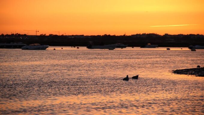 From Faro: Ria Formosa Sunset Boat Trip - Languages and Accessibility