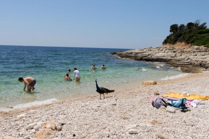 From Fazana: 14 Islands of NP Brijuni With Swimming - Frequently Asked Questions