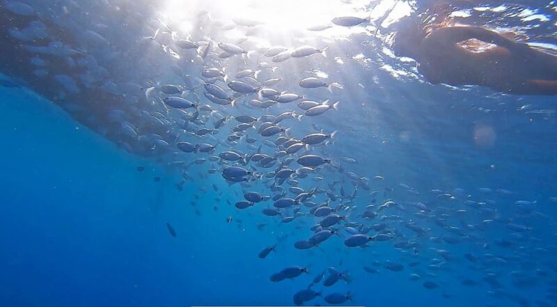 From Fazana: Private Blue Cave Snorkel & Lagoons Np Brijuni - Good To Know