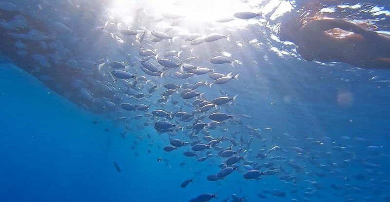 From Fazana: Private Blue Cave Snorkel & Lagoons Np Brijuni - Itinerary Highlights