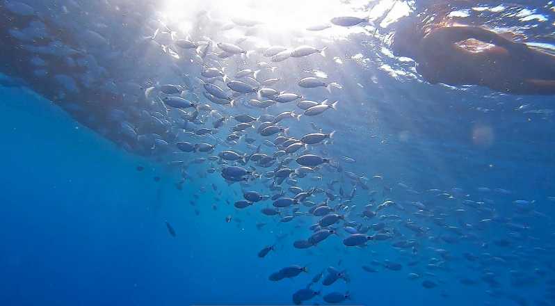 From Fazana: Private Blue Cave Snorkel & Lagoons Np Brijuni - Good To Know