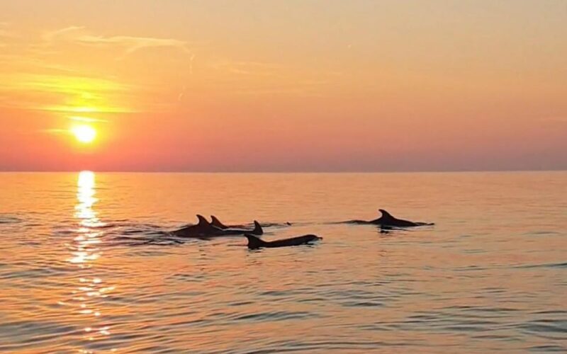 From Fazana: Private Dolphin Search & Sunset Cruise - Good To Know