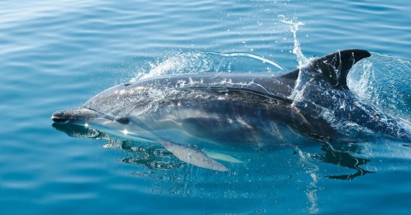 From Fazana: Private Dolphin Search & Sunset Cruise - Meeting Point and Directions