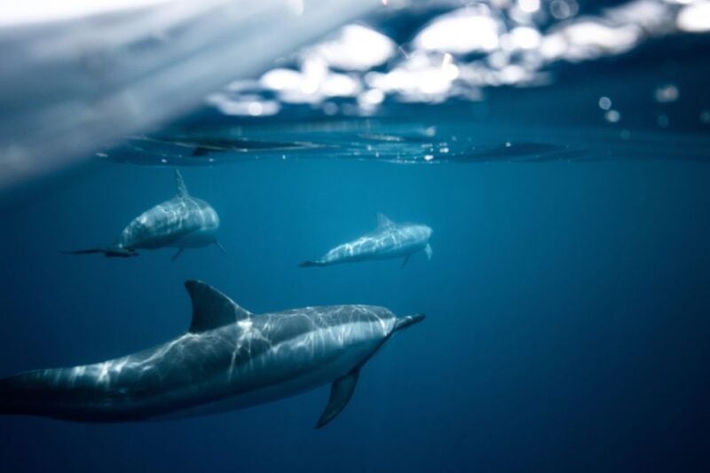 From Fazana: Private Dolphin Search & Sunset Cruise - Pricing and Duration
