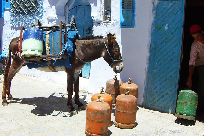From Fes : Chefchaouen Day Trip With Small Group - Schedule and Availability