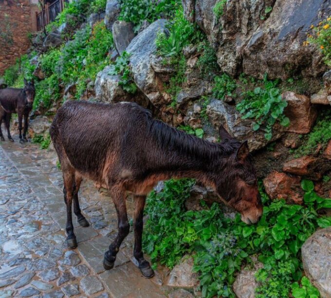 From Fes: Day Trip to The Blue City Chefchaouen - Frequently Asked Questions