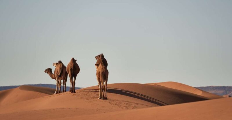 From Fes to Marrakech Through Atlas Mountians and Sahara - Itinerary Highlights