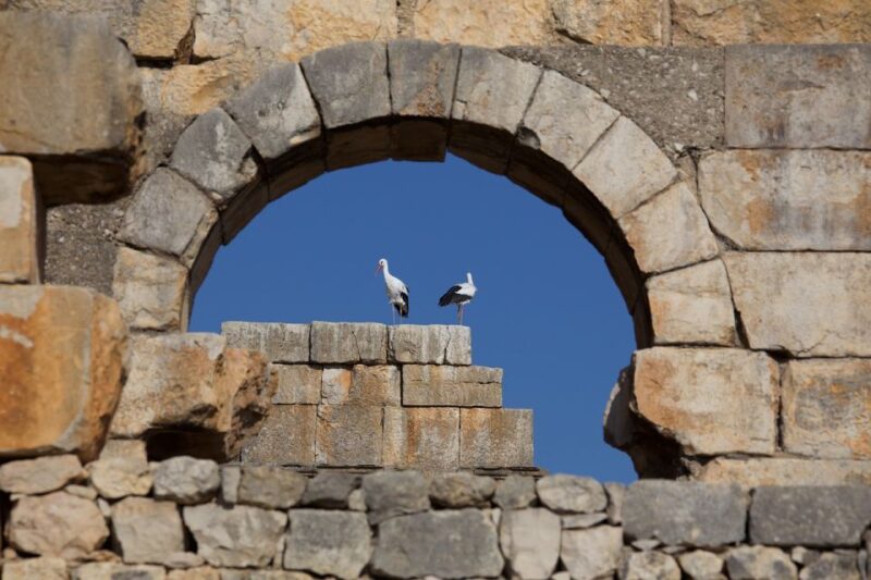 From Fes: Volubilis, Moulay Idriss and Meknes Full-Day Trip - Inclusion Specifications