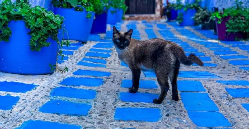 From Fez: Chefchaouen Blue City Tour - Explore Vibrant Blue City