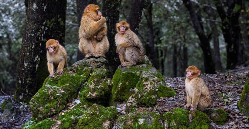 From Fez: Day Trip to the Middle Atlas and the Monkey Forest - Key Points