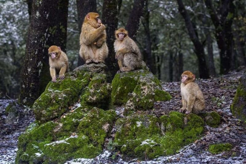 From Fez: Middle Altas Day Trip - Scenic Highlights