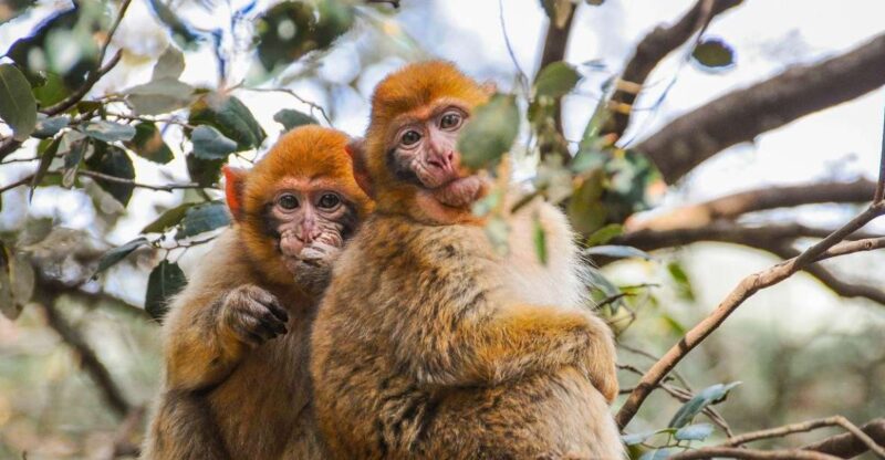 From Fez: Middle Atlas and Monkey Forest Day Trip - Itinerary Highlights