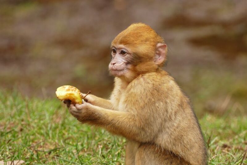 From Fez: Middle Atlas and Monkey Forest Day Trip - Departure and Pickup Information