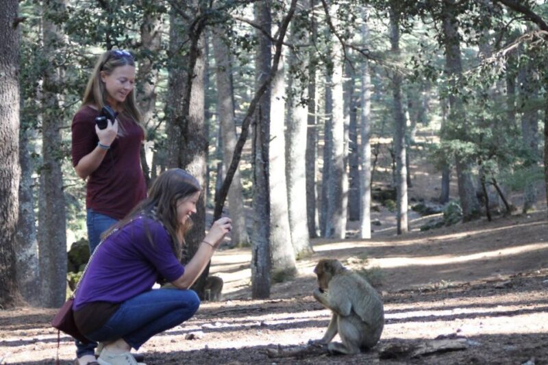 From Fez: Middle Atlas Day Trip With Ifrane National Park - Itinerary Highlights