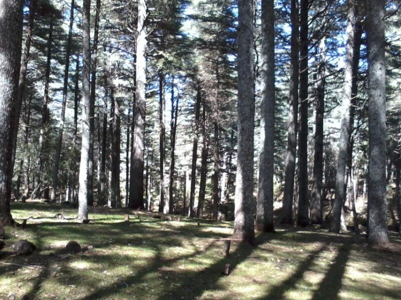 From Fez: Middle Atlas Day Trip With Ifrane National Park - Frequently Asked Questions