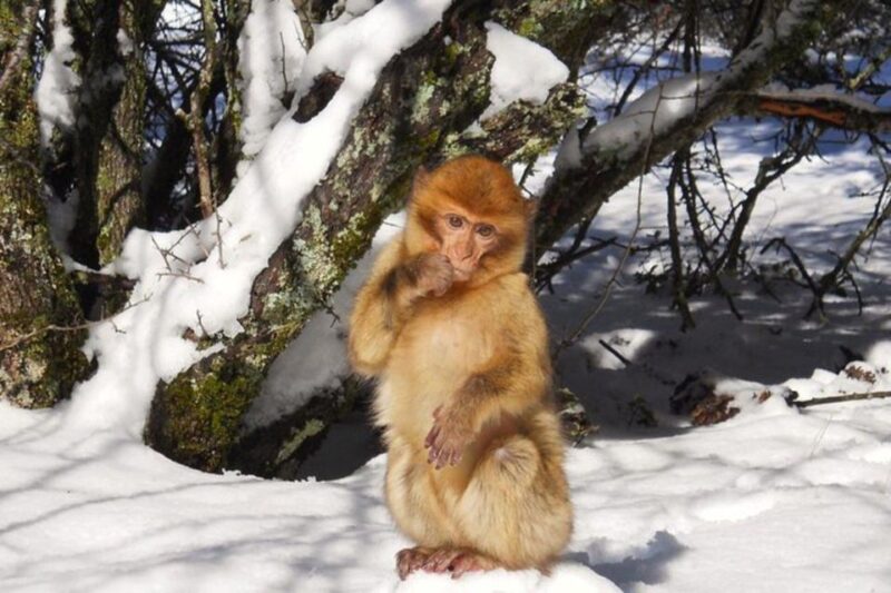 From Fez: Middle Atlas Ifran and Forest of Monkeys Day Trip - Cultural Experiences