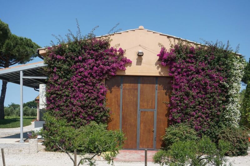 From Florence: Bolgheri Full Day Wine Tour - Departure and Duration