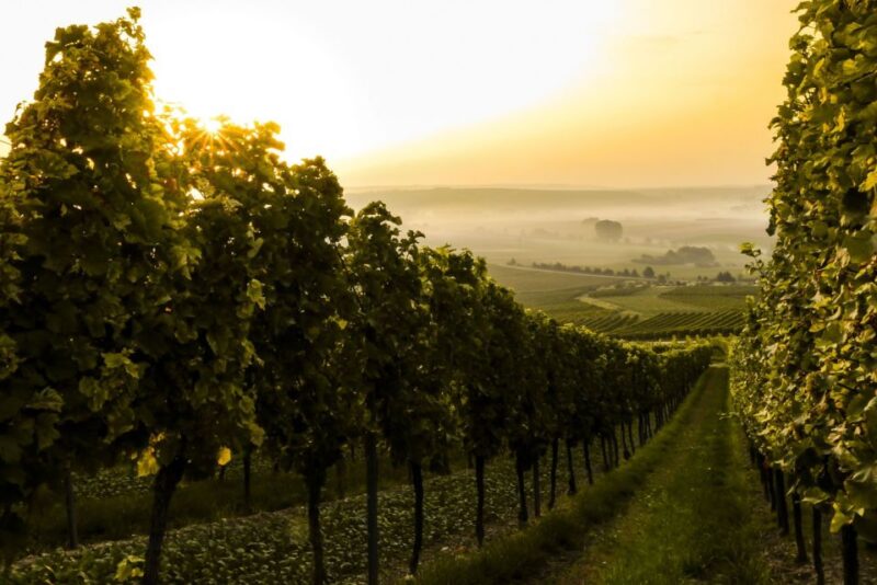 From Florence: Bolgheri Full Day Wine Tour - Pricing and Cancellation