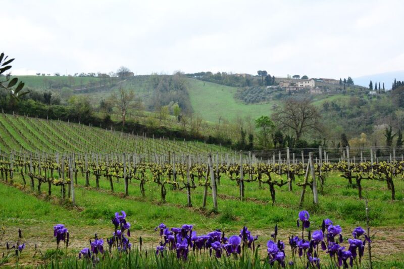 From Florence: Carmignano Half-Day Wine and Food Tour - Important Information