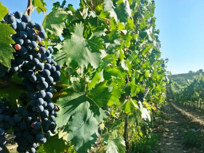 From Florence: Chianti Self-Guided Vespa Tour With Lunch - Frequently Asked Questions