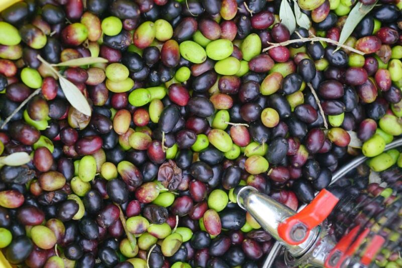 From Florence: Coffee & Olive Oil Small Group Tour - Coffee Factory Visit