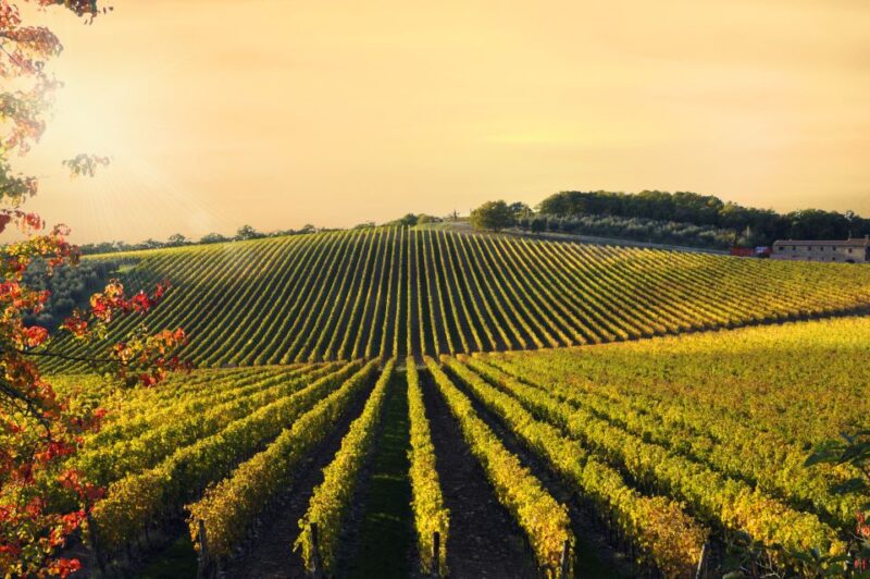 From Florence: Private Wine Tour With Dinner on an Estate - Experience Highlights