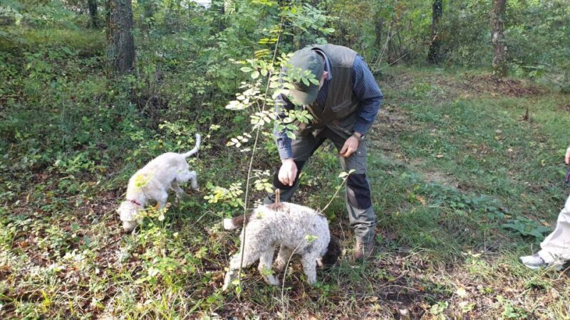 From Florence: Truffle Hunt and Lunch in the Countryside - Customer Feedback