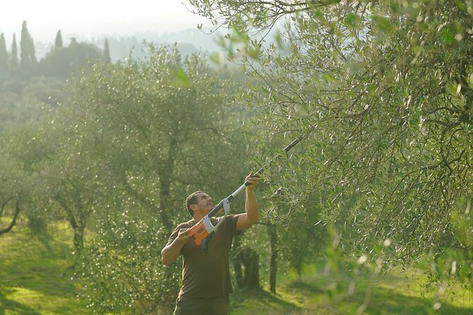 From Florence: Tuscan Wine & Olive Oil Tasting Small Group Tour - Itinerary and Timings