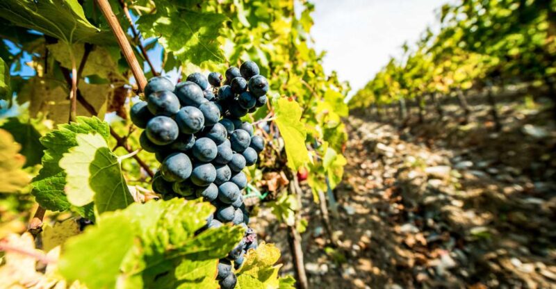 From Florence: Tuscany Wine & Food Tour With Guide - Transportation and Meeting Point