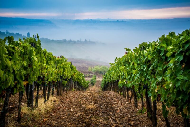 From Florence: Wine Tasting and Dinner in Chianti Vineyards - Highlights of the Experience