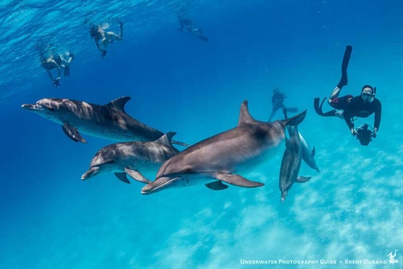 From Fort Lauderdale: Bimini Island Day Trip by Ferry - The Balance of Value and Experience