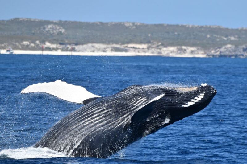 From Fremantle: 2-Hour Luxury Whale-Watching Cruise - Vessel and Amenities