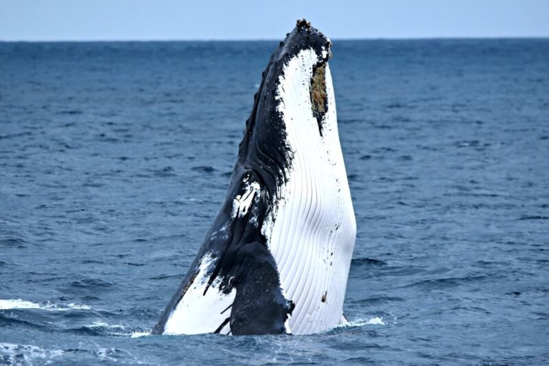From Fremantle: 2-Hour Luxury Whale-Watching Cruise - Whale Watching Highlights