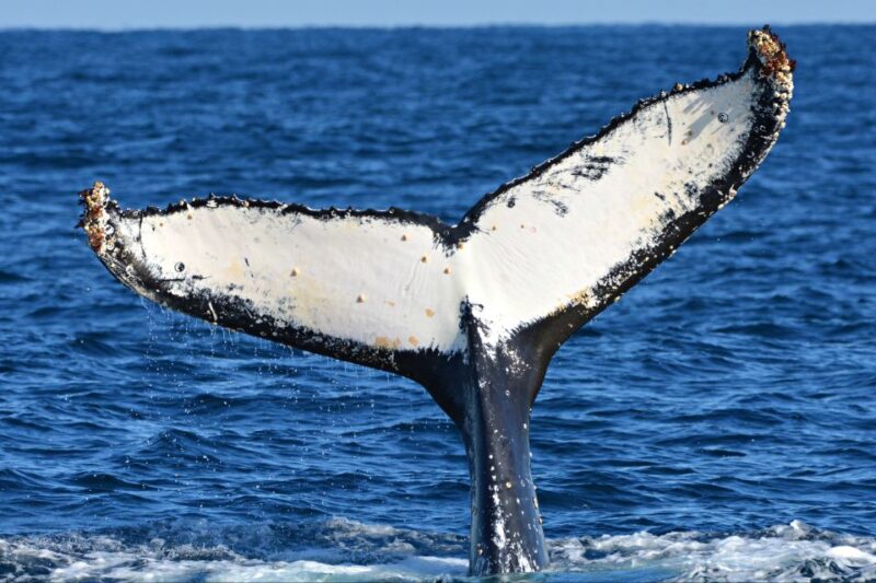 From Fremantle: 2-Hour Luxury Whale-Watching Cruise - Educational Commentary