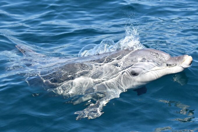 From Fremantle: 2-Hour Luxury Whale-Watching Cruise - Flexible Booking