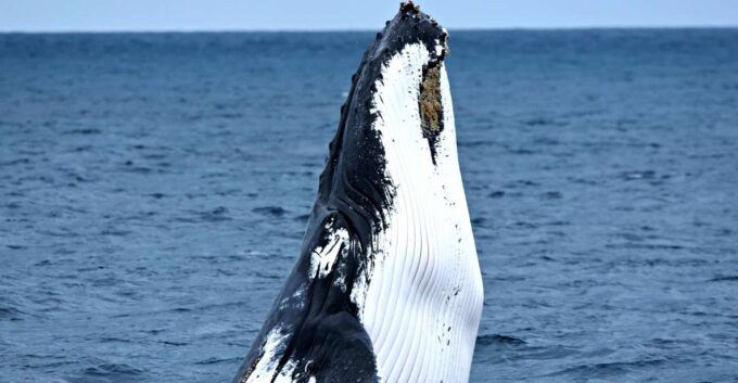 From Fremantle: 2-Hour Luxury Whale-Watching Cruise - Recap