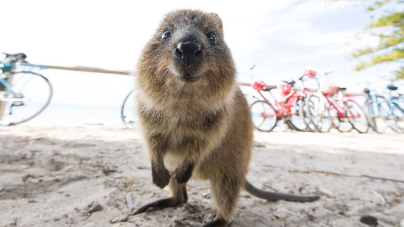From Fremantle: Return Rottnest Island Ferry Ticket - Key Points