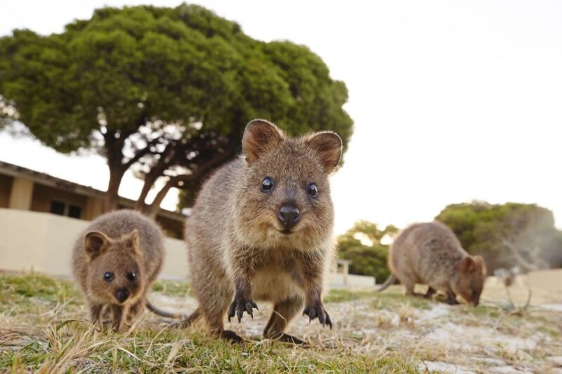 From Fremantle: Return Rottnest Island Ferry Ticket - Amenities and Facilities