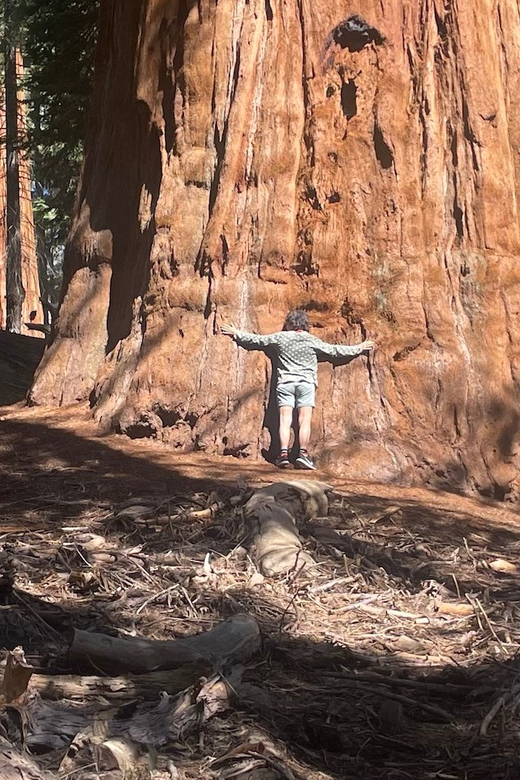 From Fresno: Sequoia National Park Tour W/ Transfer & Lunch - Itinerary Highlights