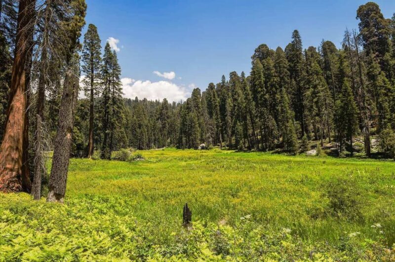From Fresno: Sequoia National Park Tour W/ Transfer & Lunch - Inclusions