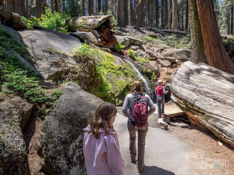 From Fresno: Sequoia National Park Tour W/ Transfer & Lunch - Exploring the Giant Forest