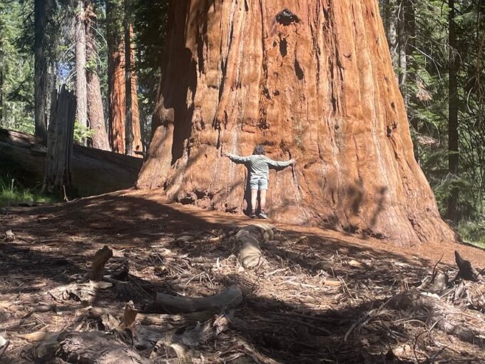 From Fresno: Sequoia National Park Tour W/ Transfer & Lunch - Frequently Asked Questions
