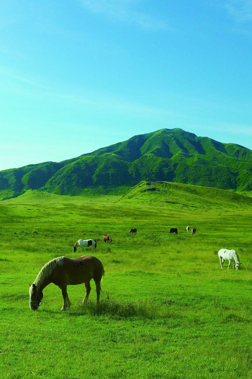 From Fukuoka: Private Customized Nature Tour of Kumamoto - Activity Options