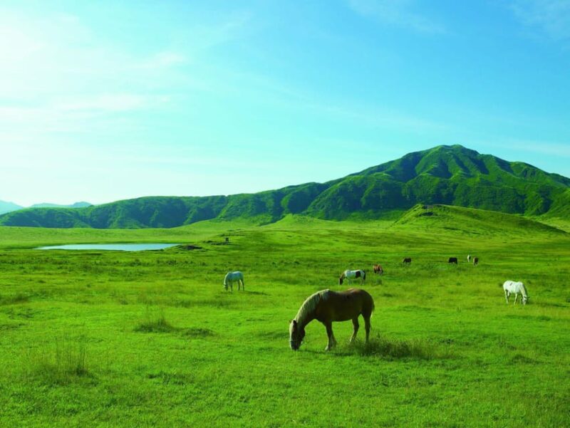From Fukuoka: Private Customized Nature Tour of Kumamoto - Flexible Itinerary