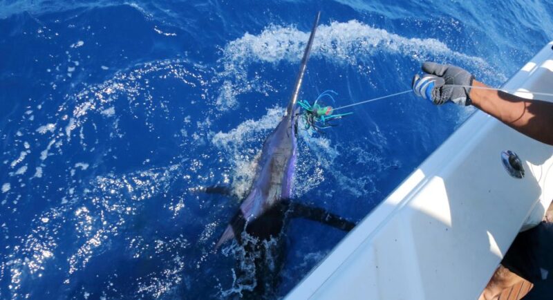 From Funchal : Big Game Fishing Boat Trip - Fishing Experience and Techniques